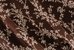 CHOCOLAT